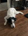 tecknopuppy Altpins Profile Picture