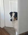 tecknopuppy Altpins Profile Picture