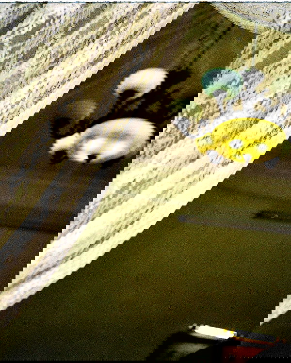 tgiangya image ~ Altpins