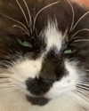 the.kawaii.waifux Altpins Profile Picture
