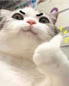 the.kawaii.waifux Altpins Profile Picture