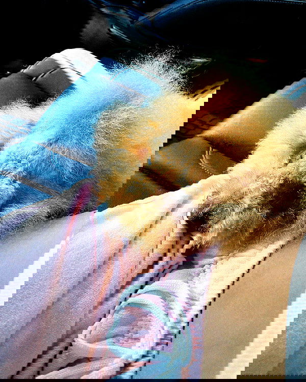 tiliaoficial tiliaoficial archive image