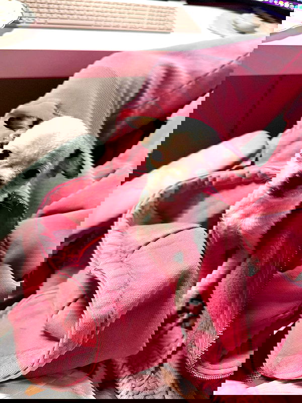 tiliaoficial tiliaoficial archive image