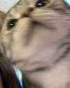 tinakitten Altpins Profile Picture