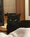 tinakitten Altpins Profile Picture