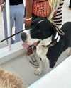 tingting_lai Altpins Profile Picture