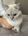 tingting_lai Altpins Profile Picture