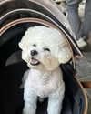 tingting_lai Altpins Profile Picture