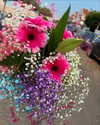 topaz_bn Altpins Profile Picture