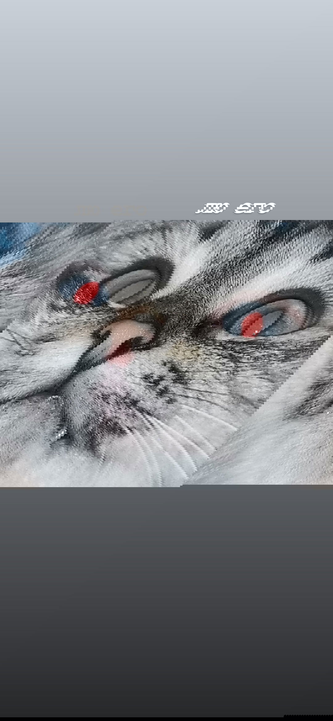 toriawashere instagram image archive image