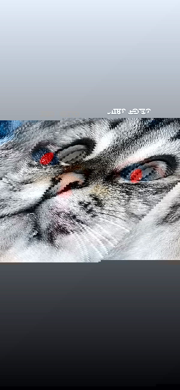 toriawashere image ~ Altpins