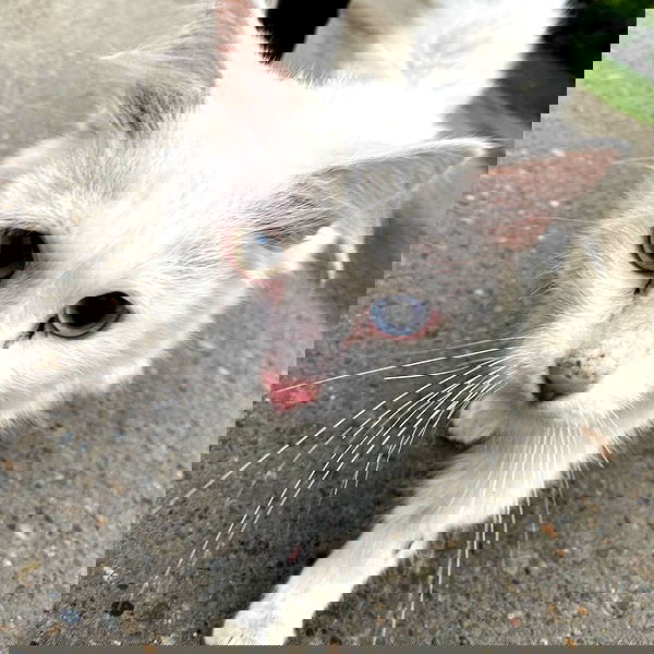 toriawashere image ~ Altpins