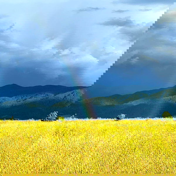 toriawashere image ~ Altpins