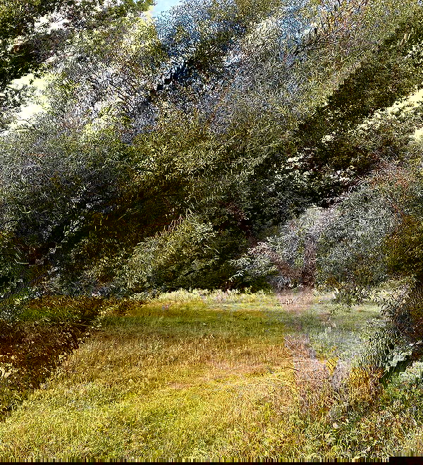 toriawashere image ~ Altpins