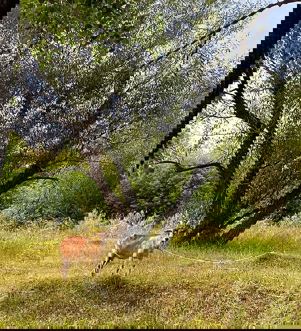 toriawashere image ~ Altpins