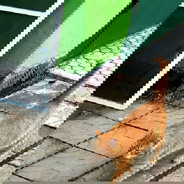 toriawashere image ~ Altpins