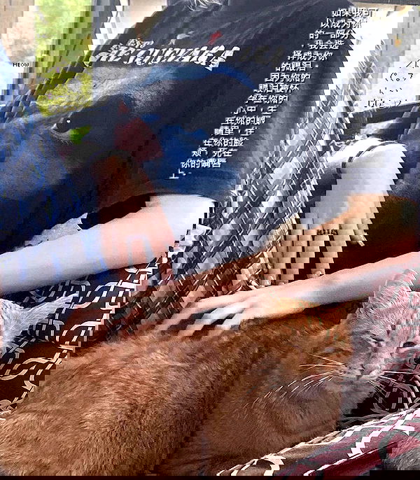 toriawashere image ~ Altpins