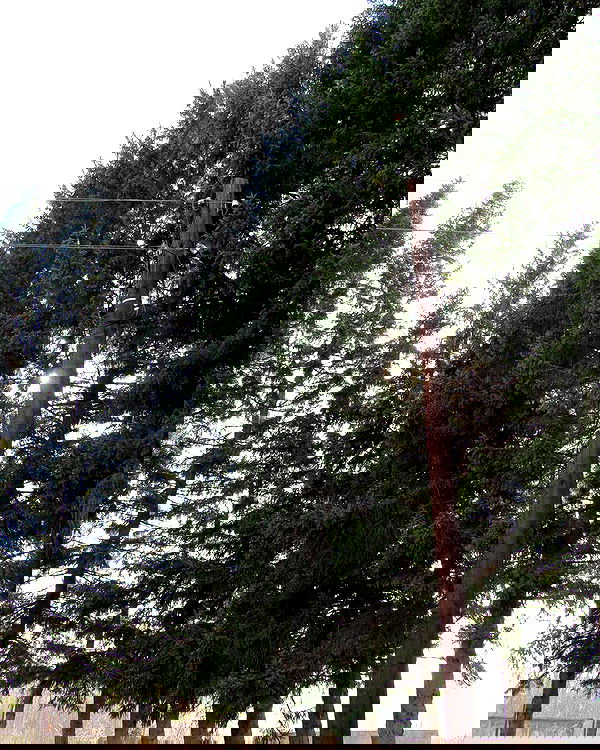 toriawashere image ~ Altpins