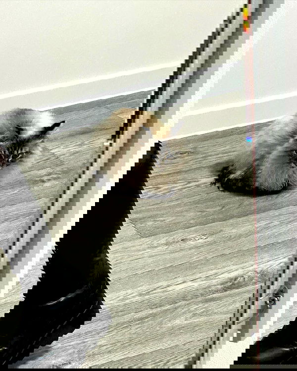 toriawashere image ~ Altpins