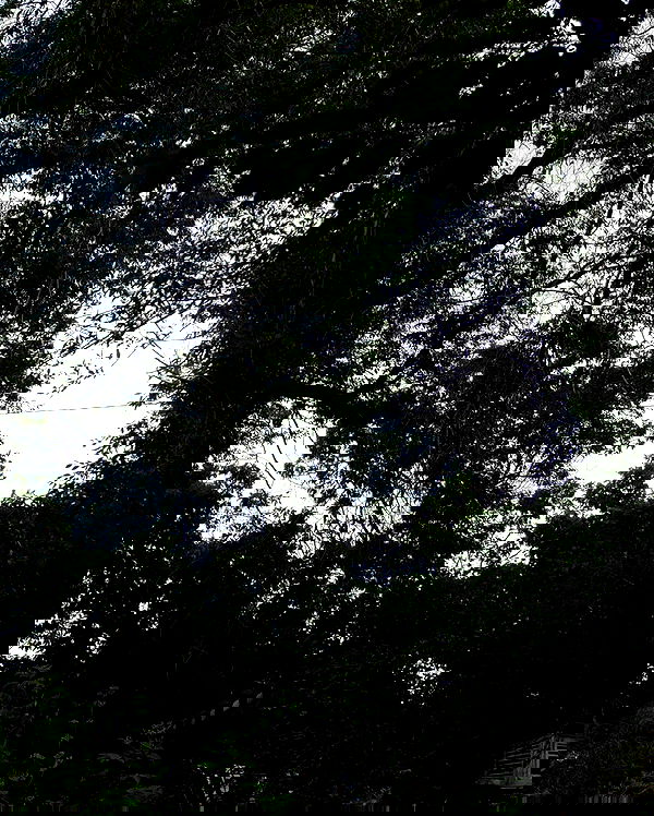 toriawashere image ~ Altpins