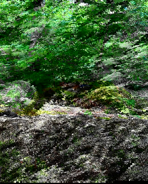 toriawashere image ~ Altpins