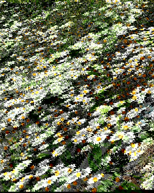 toriawashere image ~ Altpins