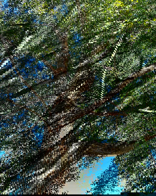 toriawashere image ~ Altpins