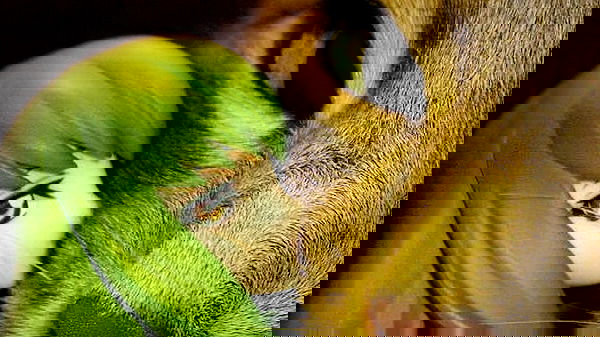 tsukiyanas image ~ Altpins