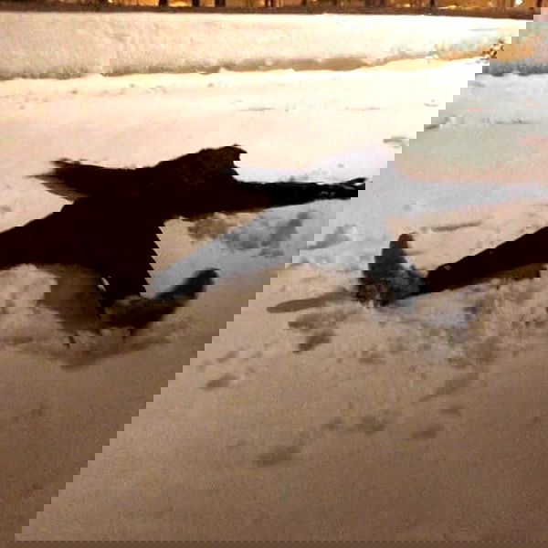 tuliprivet tuliprivet archive image