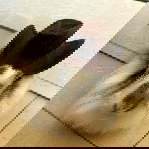 tuliprivet tuliprivet archive image