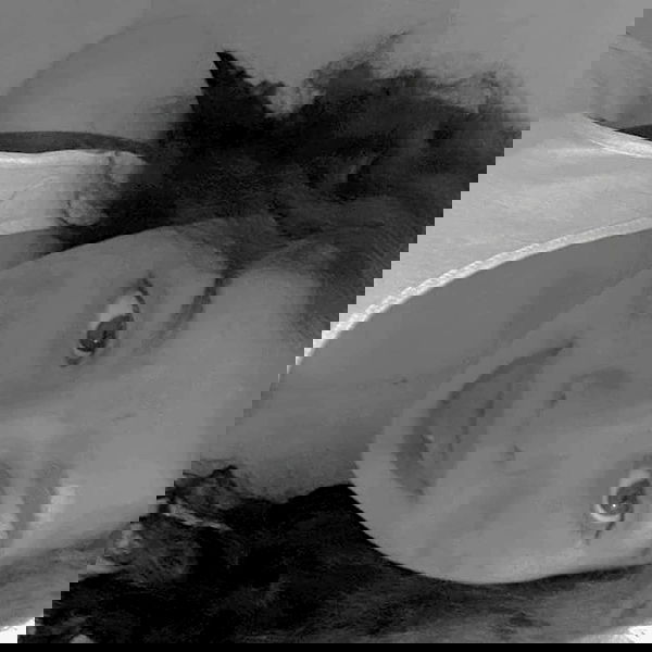 tuliprivet tuliprivet archive image