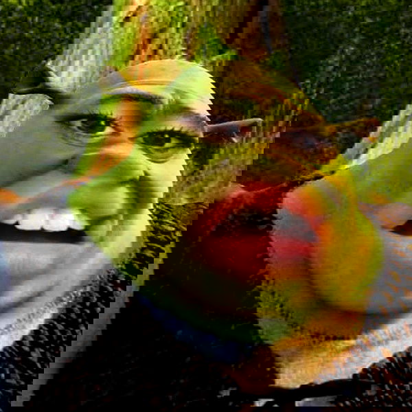 tuliprivet tuliprivet archive image