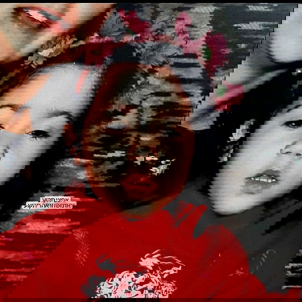 tuliprivet tuliprivet archive image