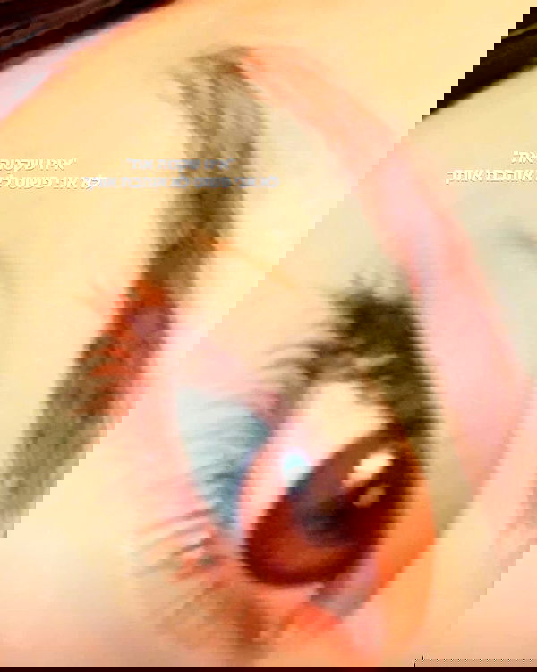 tuliprivet tuliprivet archive image