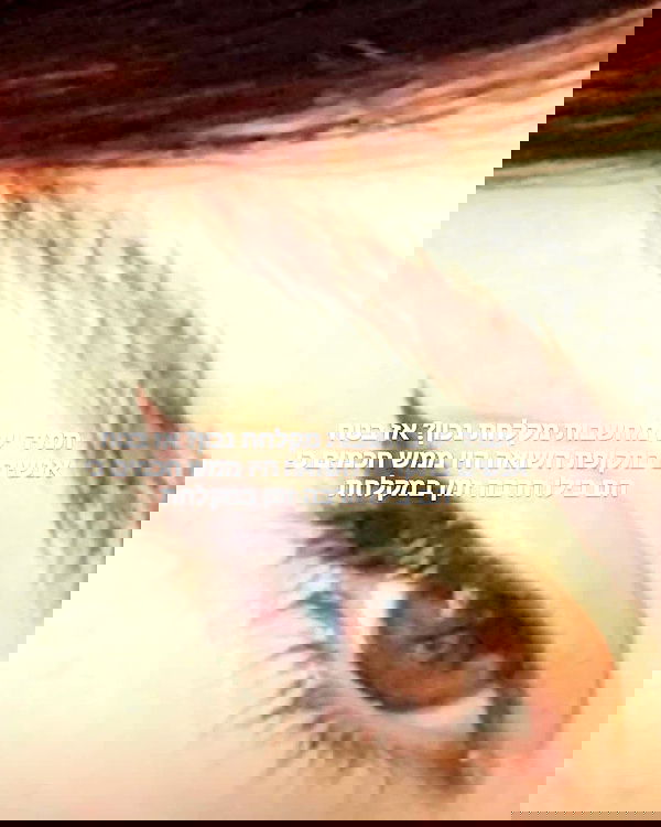 tuliprivet tuliprivet archive image