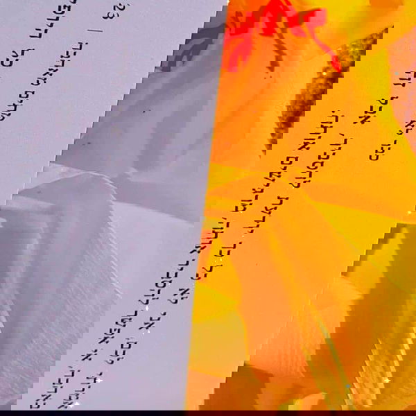 tuliprivet tuliprivet archive image