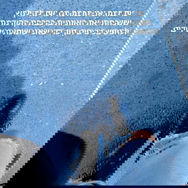 tuliprivet tuliprivet archive image