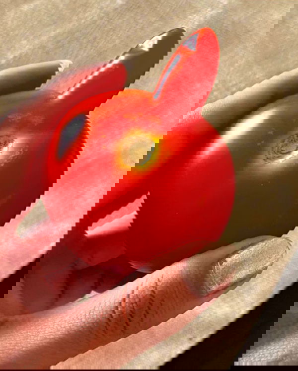 tuliprivet tuliprivet archive image