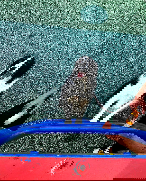 tuliprivet tuliprivet archive image