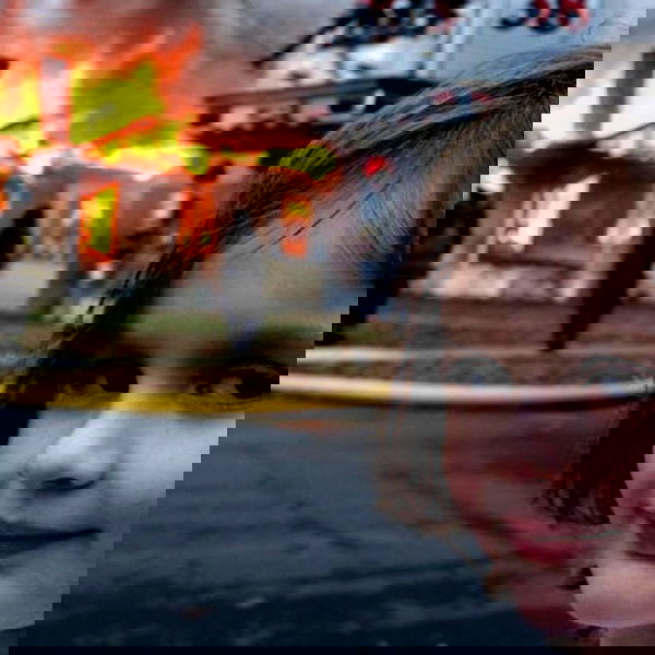 tuliprivet tuliprivet archive image