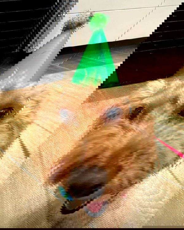 tuliprivet tuliprivet archive image