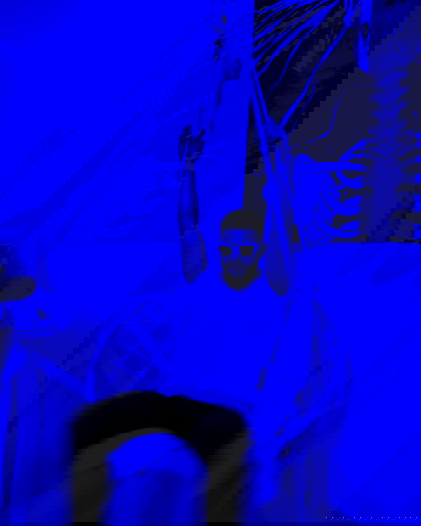 tuliprivet tuliprivet archive image