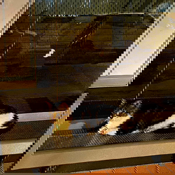 tuliprivet tuliprivet archive image