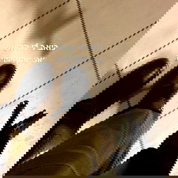 tuliprivet tuliprivet archive image