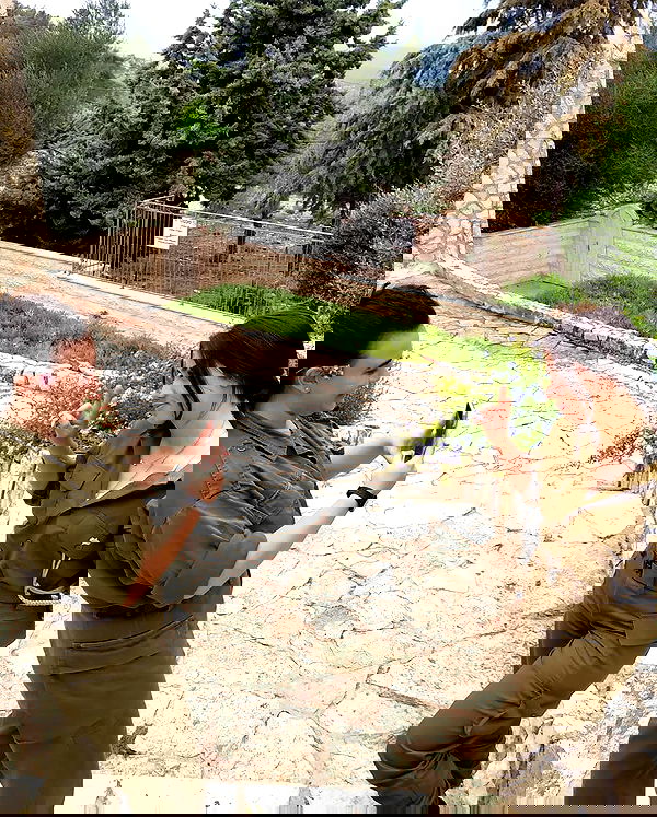 tuliprivet tuliprivet archive image