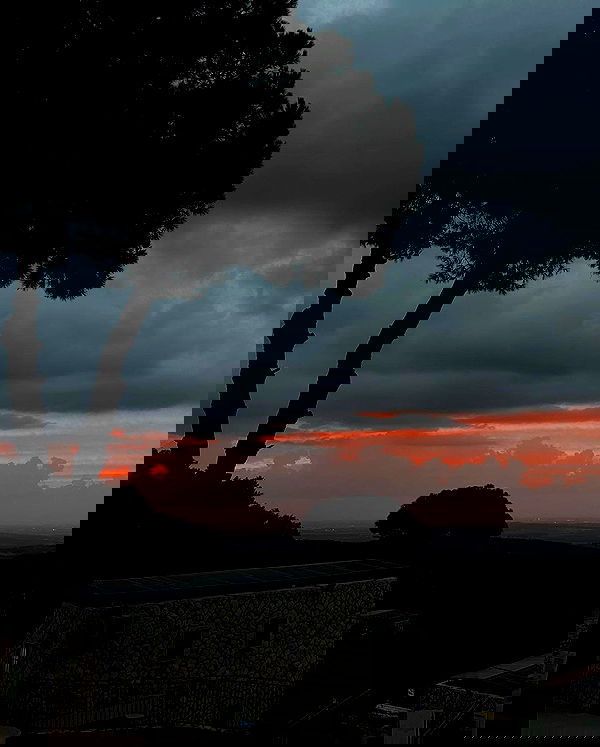 tuliprivet tuliprivet archive image