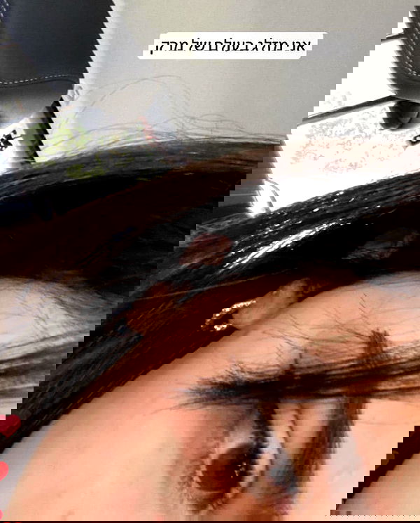 tuliprivet tuliprivet archive image