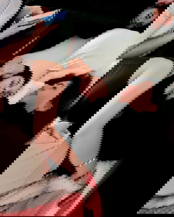 tuliprivet tuliprivet archive image