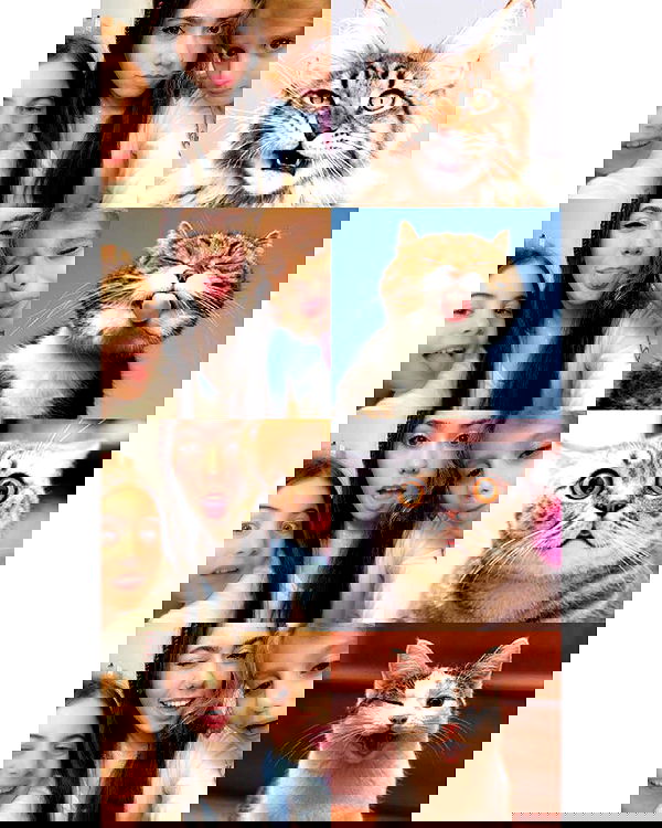 tuliprivet tuliprivet archive image