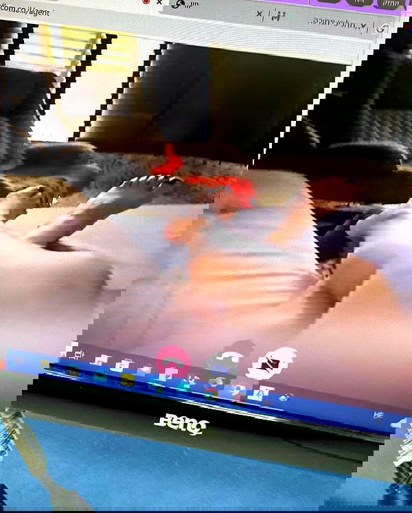 tuliprivet tuliprivet archive image